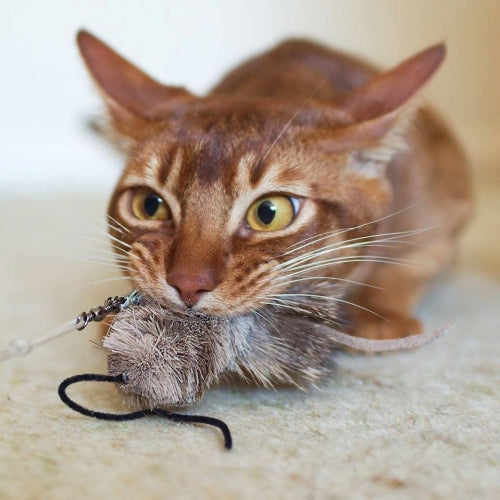Purrs Speelgoed